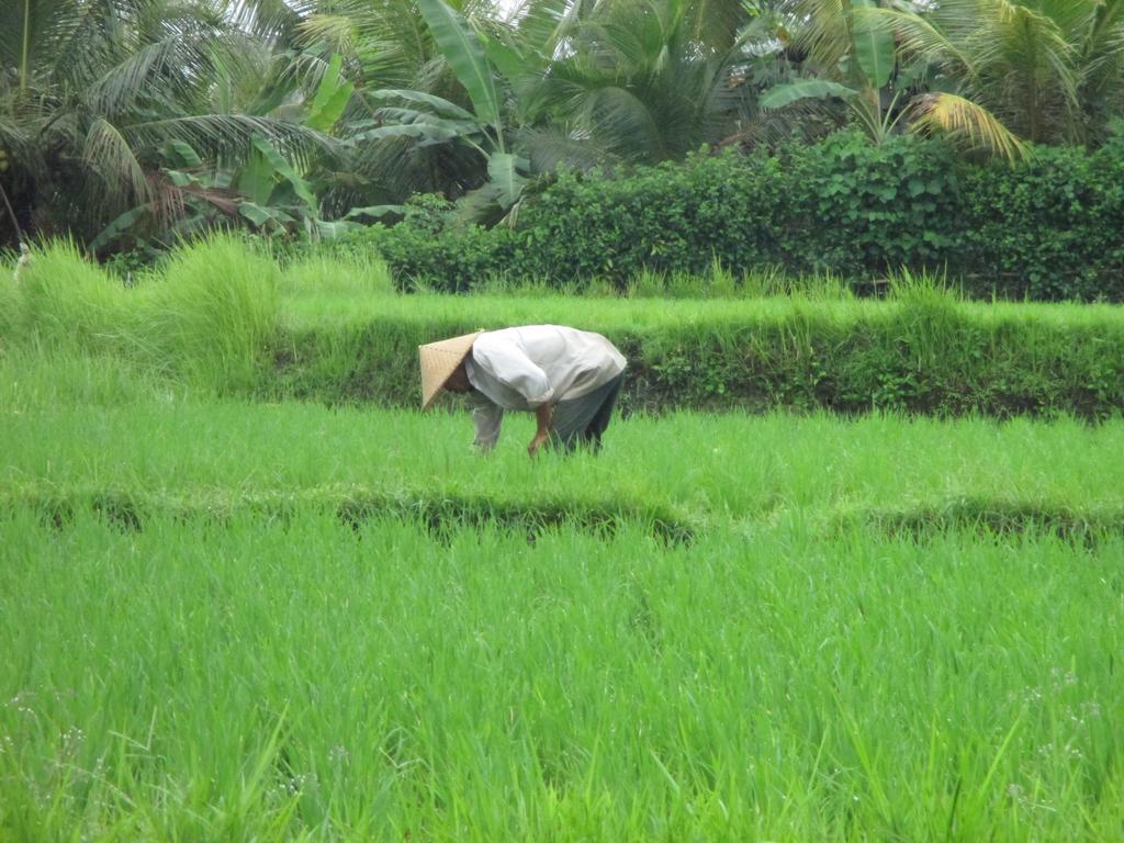 Ancut Sari Ubud Exterior foto