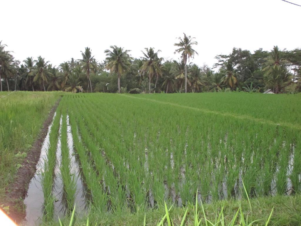 Ancut Sari Ubud Exterior foto