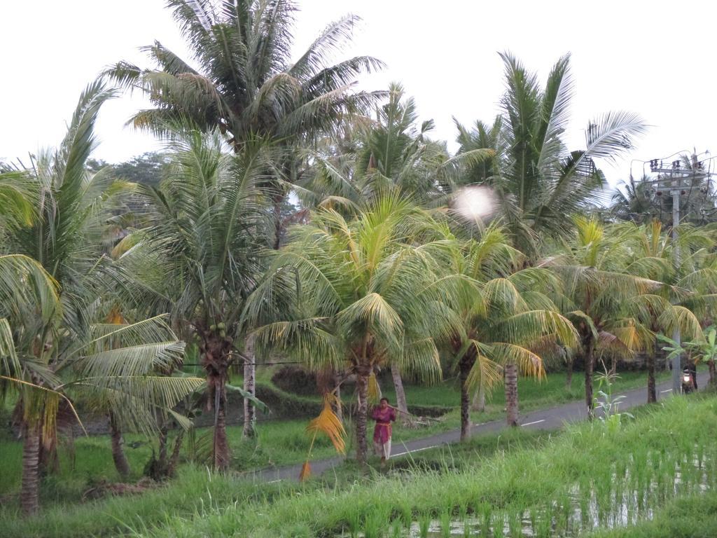 Ancut Sari Ubud Exterior foto